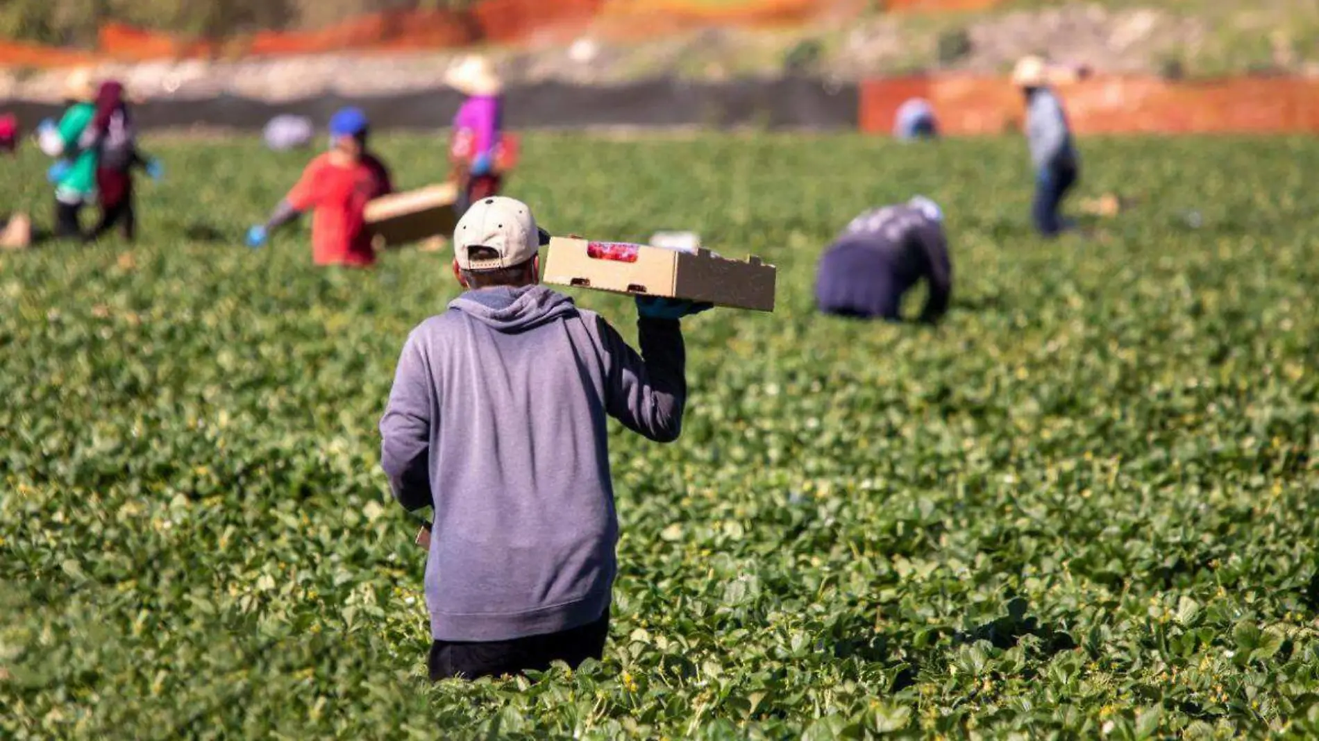 Campo mexicano